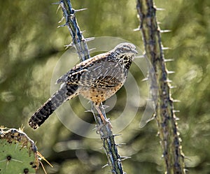 Cactus Wren