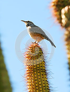 A Cactus Wren