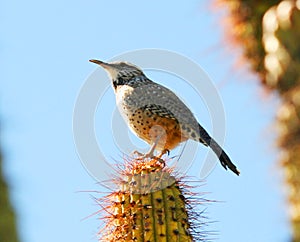 A Cactus Wren photo