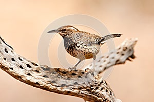 Cactus Wren