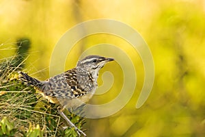 Cactus Wren