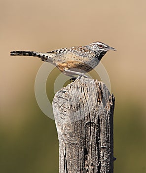 Cactus Wren