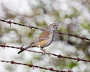 Cactus Wren