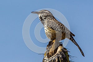 Cactus Wren