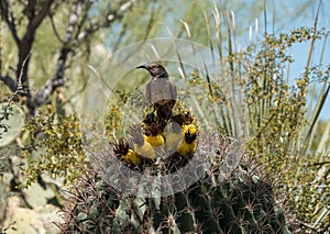 Cactus Wren and Barrel Cactus