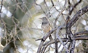 Cactus Wren bird in desert scrub, Arizona