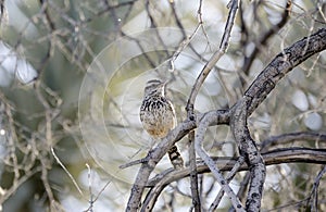 Cactus Wren bird, Tucson Arizona Sonora Desert