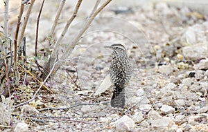 Cactus Wren bird, Tucson Arizona Sonora Desert