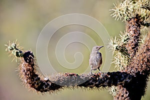 Cactus Wren, Campylorhynchus brunneicapillus