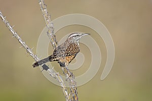 Cactus Wren (Campylorhynchus brunneicapillus) photo