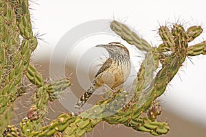 Cactus Wren on a Cholla in the Desert photo