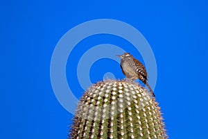 Cactus Wren at dawn on a Giant Saguaro cactus in the Sonoran Desert of southern Arizona