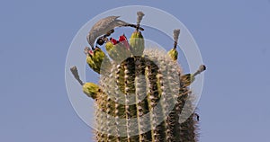 Cactus Wren feeding on Saguaro