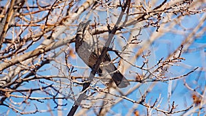 A Cactus Wren in New Mexico.