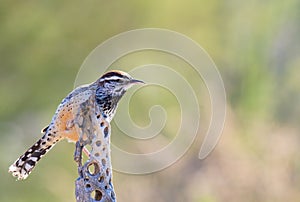 Cactus Wren