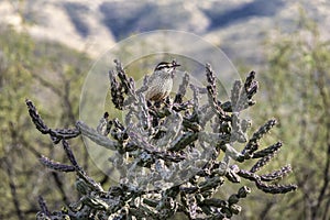 Cactus Wren on Staghorn Cholla photo
