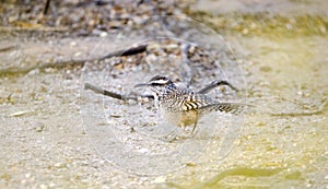 Cactus Wren, Tucson Arizona desert