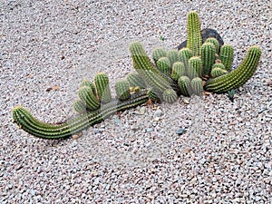 Cactus in xeriscaped front yard photo