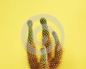 Cactus on yellow background.Minimal fashion Stillife.