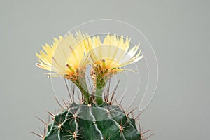 A cactus and yellow flower in a pot with nature bokeh background. Echinofossulocactus Phyllacanthus Lawr. in Loudon photo