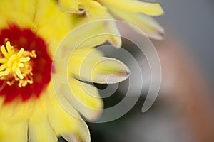 A cactus and yellow flower in a pot with nature bokeh background. Echinofossulocactus Phyllacanthus Lawr. in Loudon photo