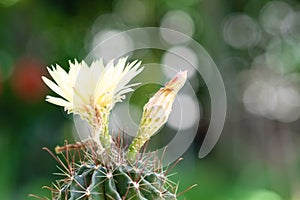 Cactus and yellow flower in a pot with nature bokeh background. Echinofossulocactus Phyllacanthus Lawr. in Loudon photo