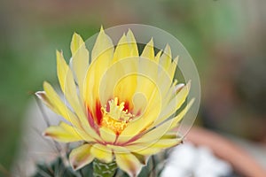 Cactus and yellow flower in a pot with nature bokeh background. Echinofossulocactus Phyllacanthus Lawr. in Loudon photo