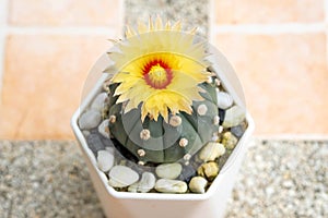 Cactus and yellow flower in a pot with nature bokeh background. Echinofossulocactus Phyllacanthus Lawr. in Loudon photo