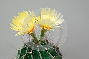 A cactus and yellow flower in a pot with nature bokeh background. Echinofossulocactus Phyllacanthus Lawr. in Loudon photo