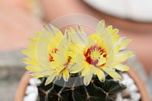 A cactus and yellow flower in a pot with nature bokeh background. Echinofossulocactus Phyllacanthus Lawr. in Loudon photo