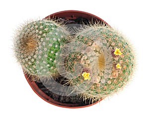 Cactus with yellow flowers