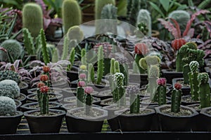 Cactus for your Home decor