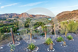Cactus and yucca plants in a desert garden
