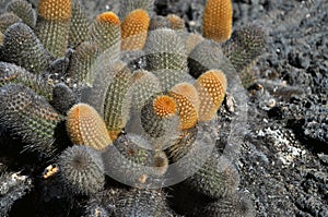 Cactuses