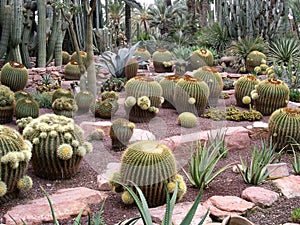 Cactuses all sizes