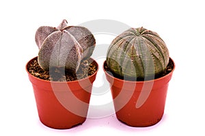 Cactuses Astrophytum myriostigma and Euphorbia obesa