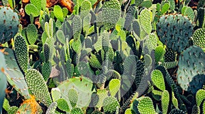 Cactuses background