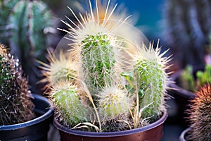 Cactuses in Balchik botanical garden