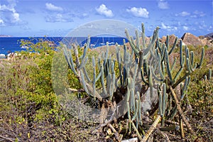 Cactuses in The Baths in Virgin Gorda, Caribbean