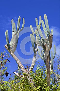 Cactuses in The Baths in Virgin Gorda, Caribbean