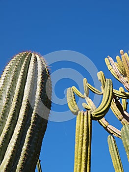 Cactuses in the blue