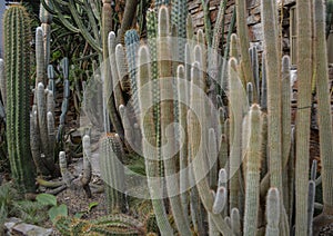 Cactuses in a botanical garden
