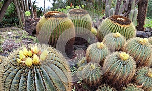 Cactuses in the botanical garden of JardÃÂ­n BotÃÂ¡nico Viera y Clavijo in island of Gran Canaria photo