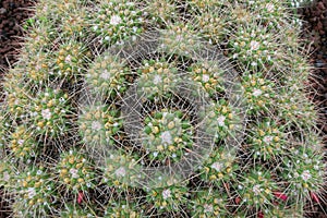 Cactus en botánico jardín de en isla de abuela 