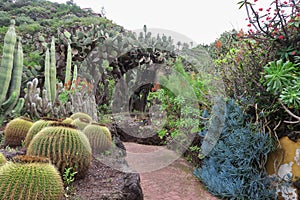 Cactuses in the botanical garden of JardÃÂ­n BotÃÂ¡nico Viera y Clavijo in island of Gran Canaria photo