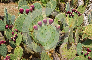 Cactuses Cactaceae Opuntia with fruits photo