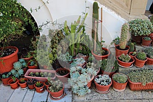 Cactuses or Cacti