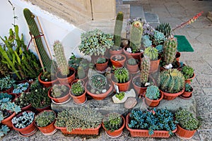 Cactuses or Cacti