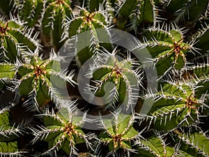 Cactuses in the Cactus Garden