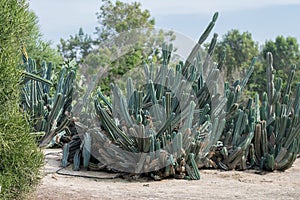 Cactuses captured in a park